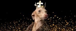 El 2026 no es un año para presumir Leo-Acuario